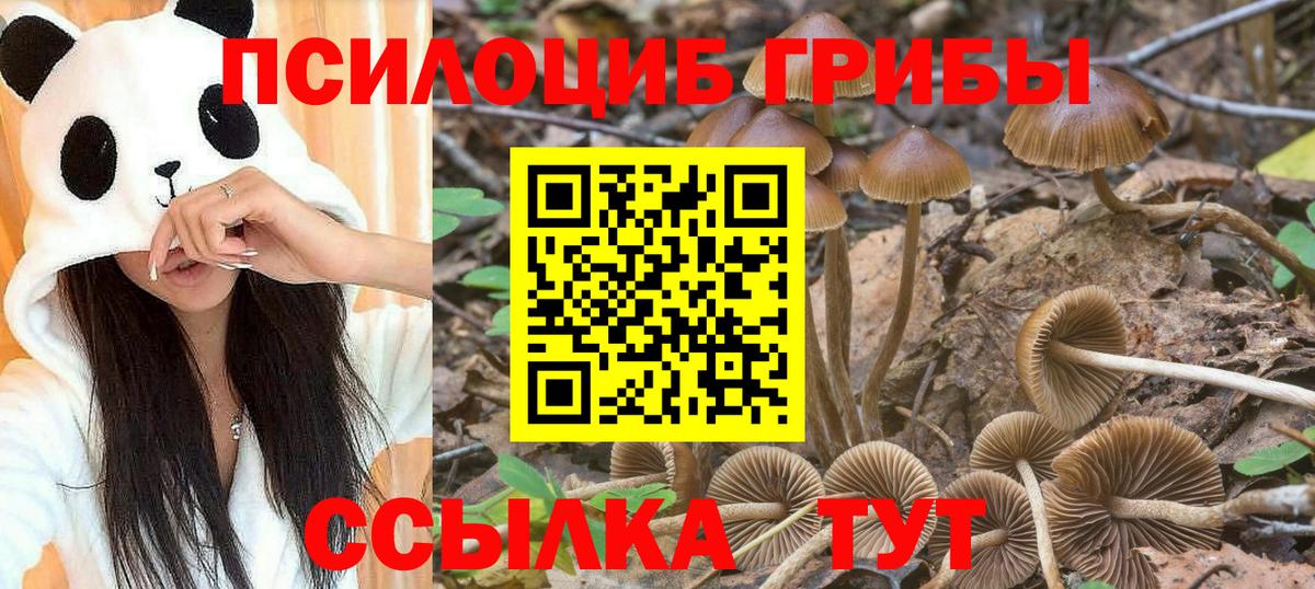 Галлюциногенные грибы Psilocybine cubensis  Вход с VPN  Брянск 